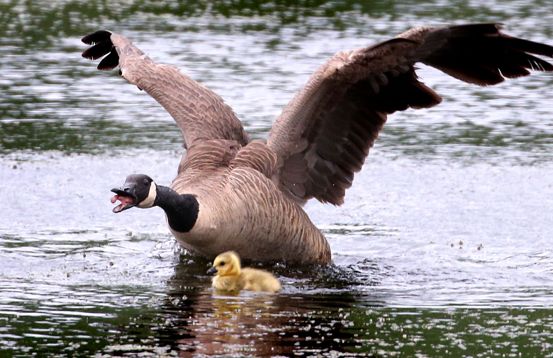 Wildlife in the La Crosse River marsh